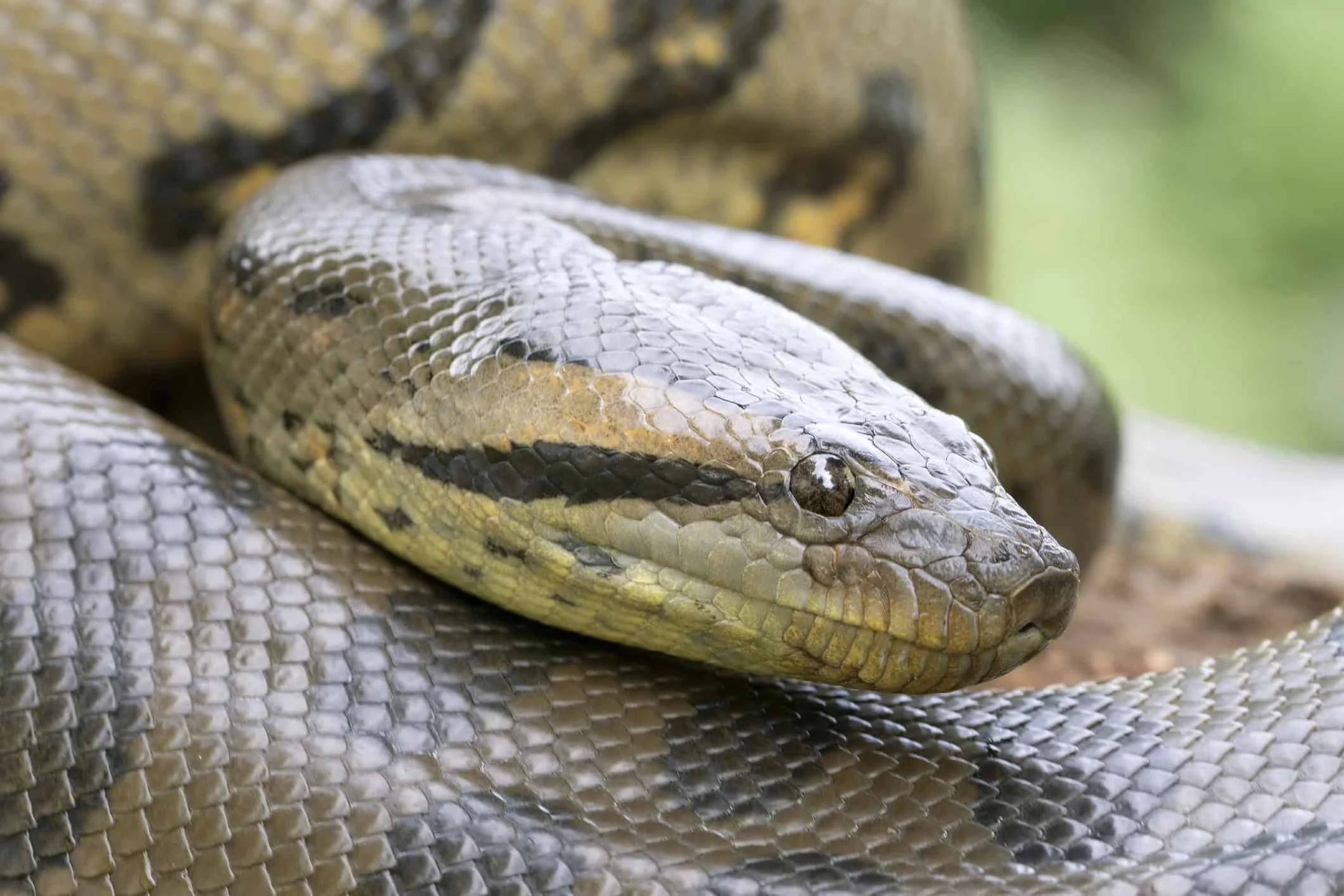 Sucuri-verde (anaconda): por que a cobra mais pesada e forte do mundo domina os rios da Amazônia Sucuri-verde: a cobra mais pesada e forte do mundo