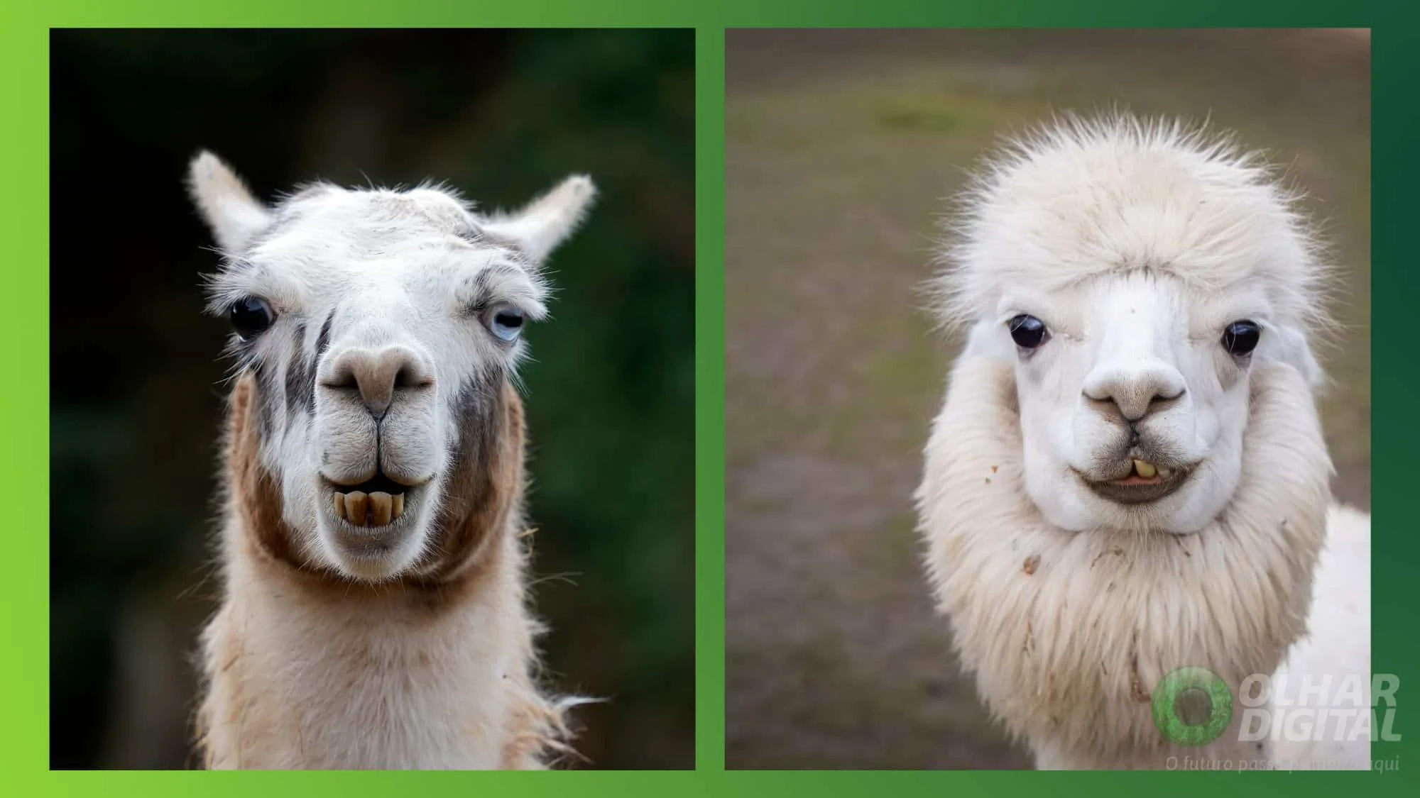 Diferença entre lhama e alpaca: guia prático para reconhecer cada espécie por tamanho, pelagem e comportamento Qual a diferença entre lhamas e alpacas? Veja como reconhecer cada uma