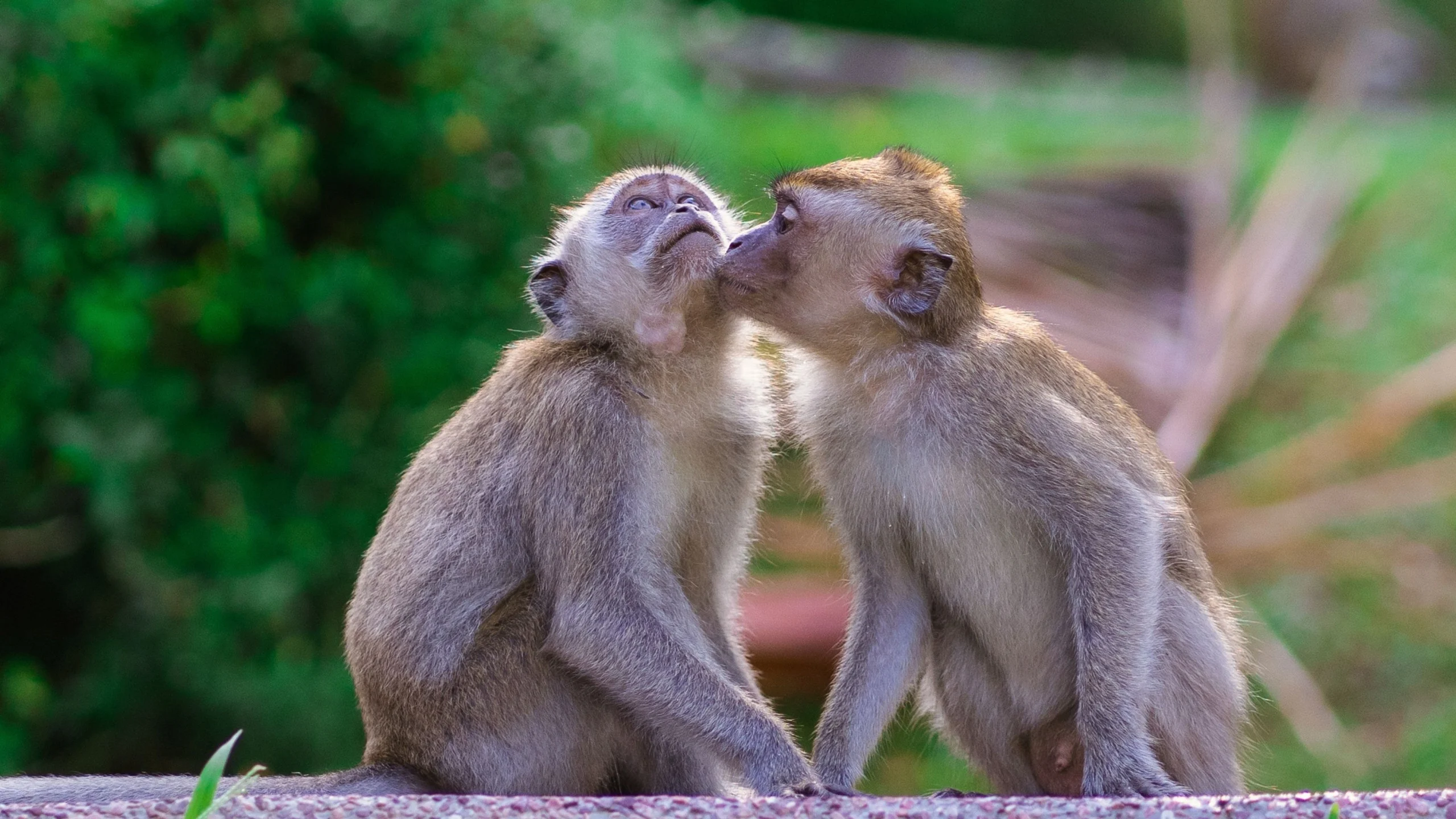 Origem do beijo: novo estudo indica que o gesto surgiu antes dos humanos, entre 21,5 e 16,9 milhões de anos, e alcançou até os Neandertais O beijo é mais antigo do que se pensava – e começou antes dos humanos, diz estudo