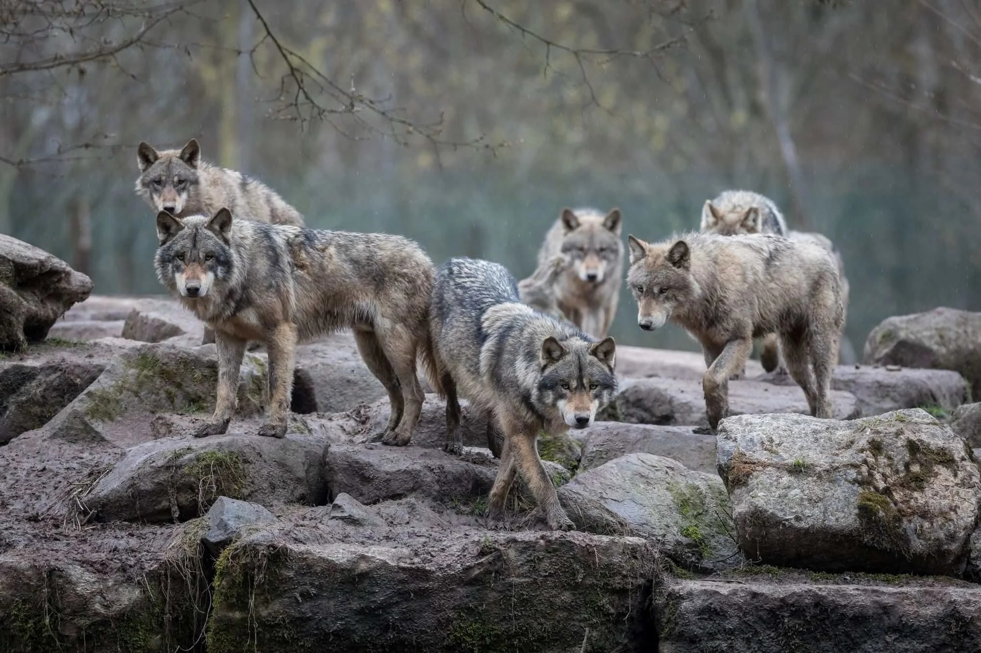 Lobos usando ferramentas? Vídeos no Canadá mostram comportamento inédito e reacendem debate científico Comportamento surpreendente de lobos desafia cientistas no Canadá