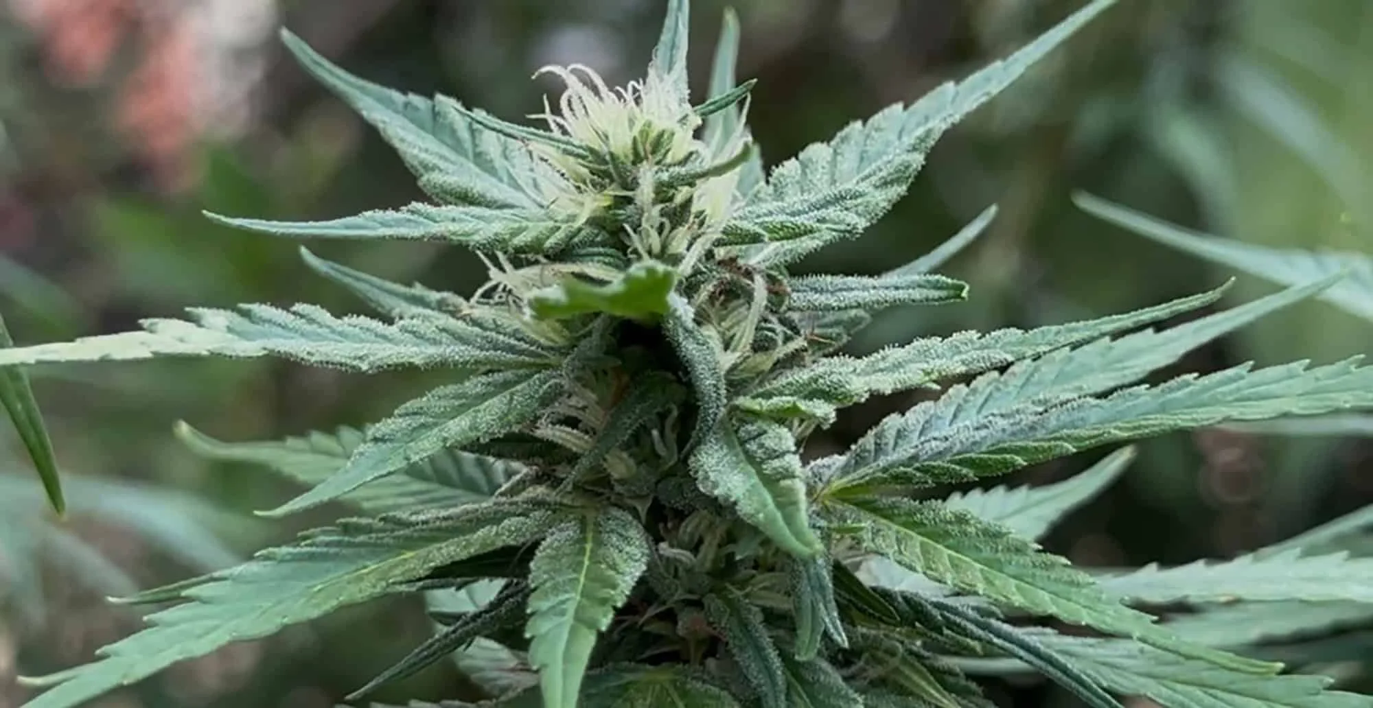 Anvisa autoriza pesquisas com Cannabis pela Embrapa: o que muda, regras, linhas de estudo e impacto para ciência, agricultura e saúde Anvisa autoriza pesquisas com Cannabis pela Embrapa