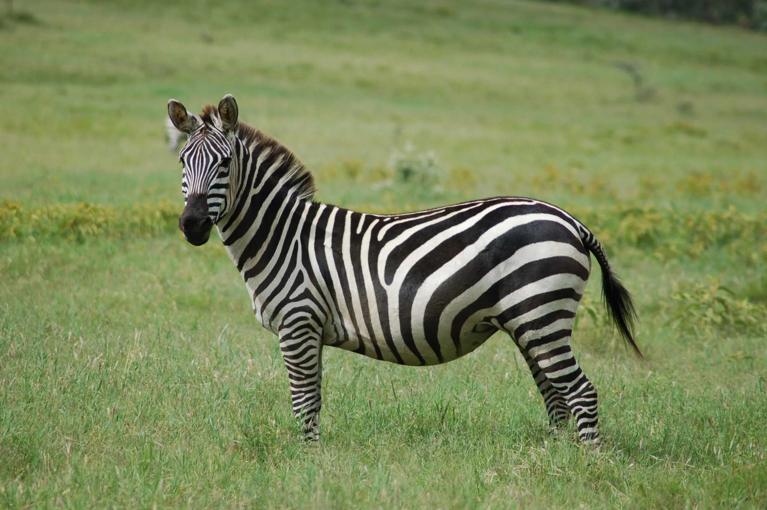 Por que não montamos nas zebras como fazemos com cavalos e burros?