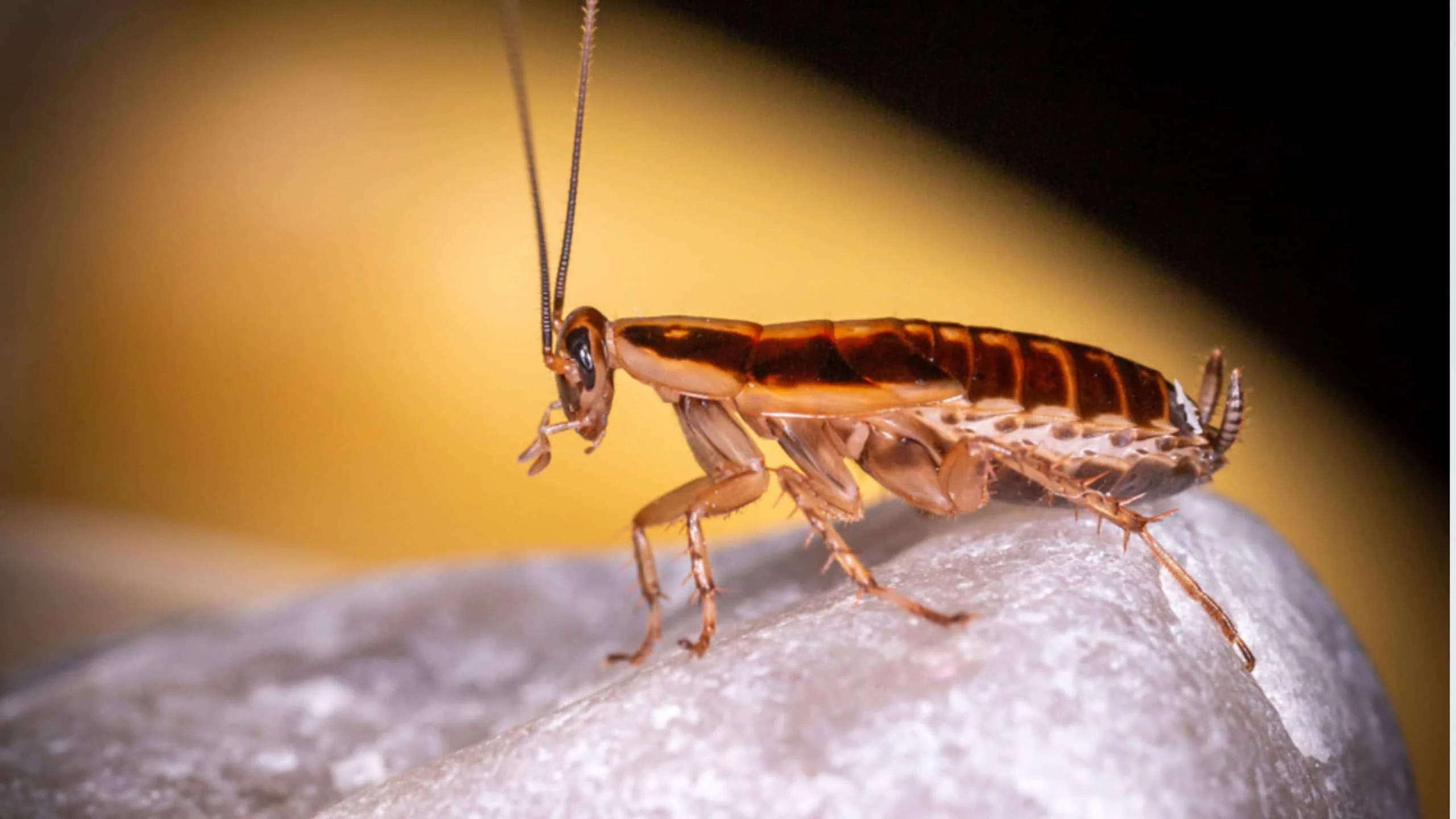 Barata alemã libera endotoxinas no ar: estudo da Carolina do Norte liga infestação a asma e alergias e revela quanto cada inseto espalha por dia Alerta! Essa barata libera substâncias nocivas no ar
