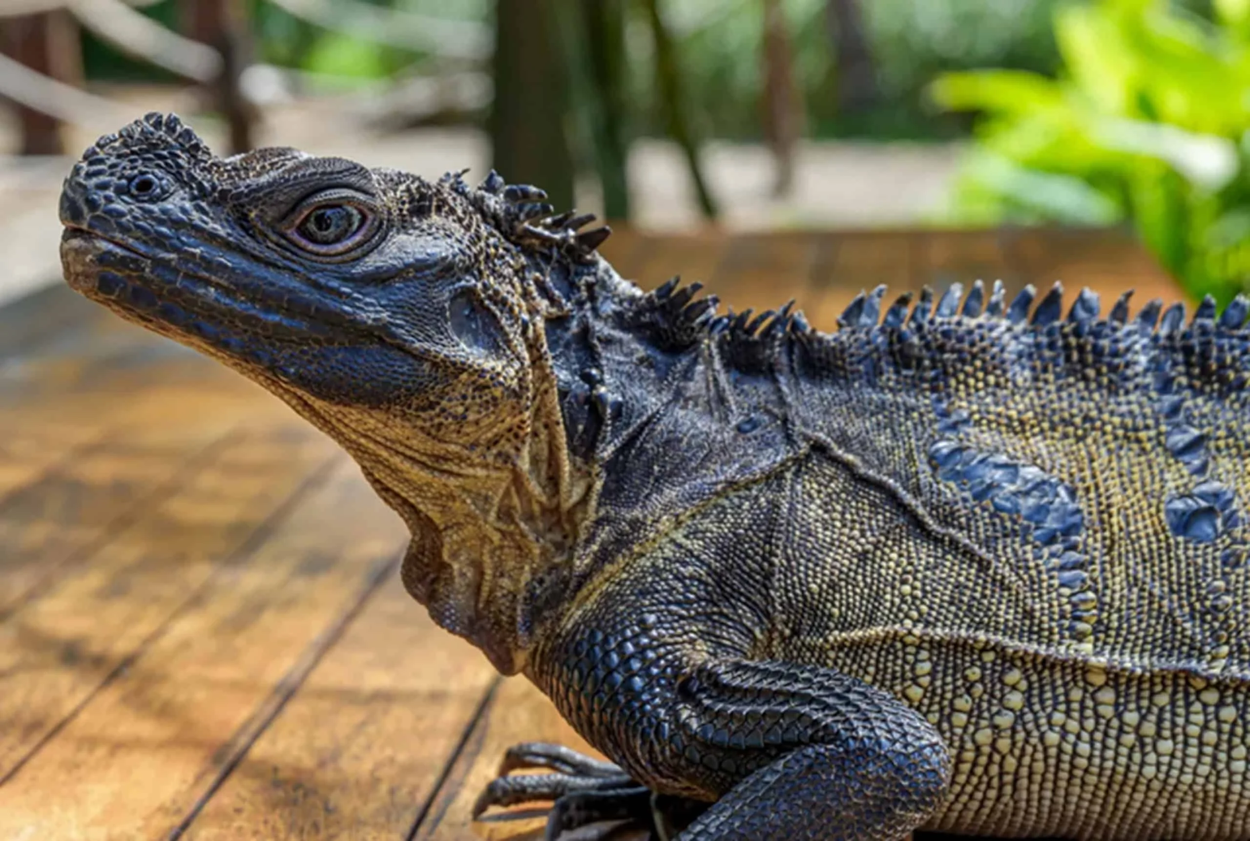 Dragão-vela: o réptil "pré-histórico" que corre sobre a água, vive na Indonésia e nas Filipinas e intriga cientistas Dragão-vela: este animal parece saído da pré-história, mas existe atualmente!