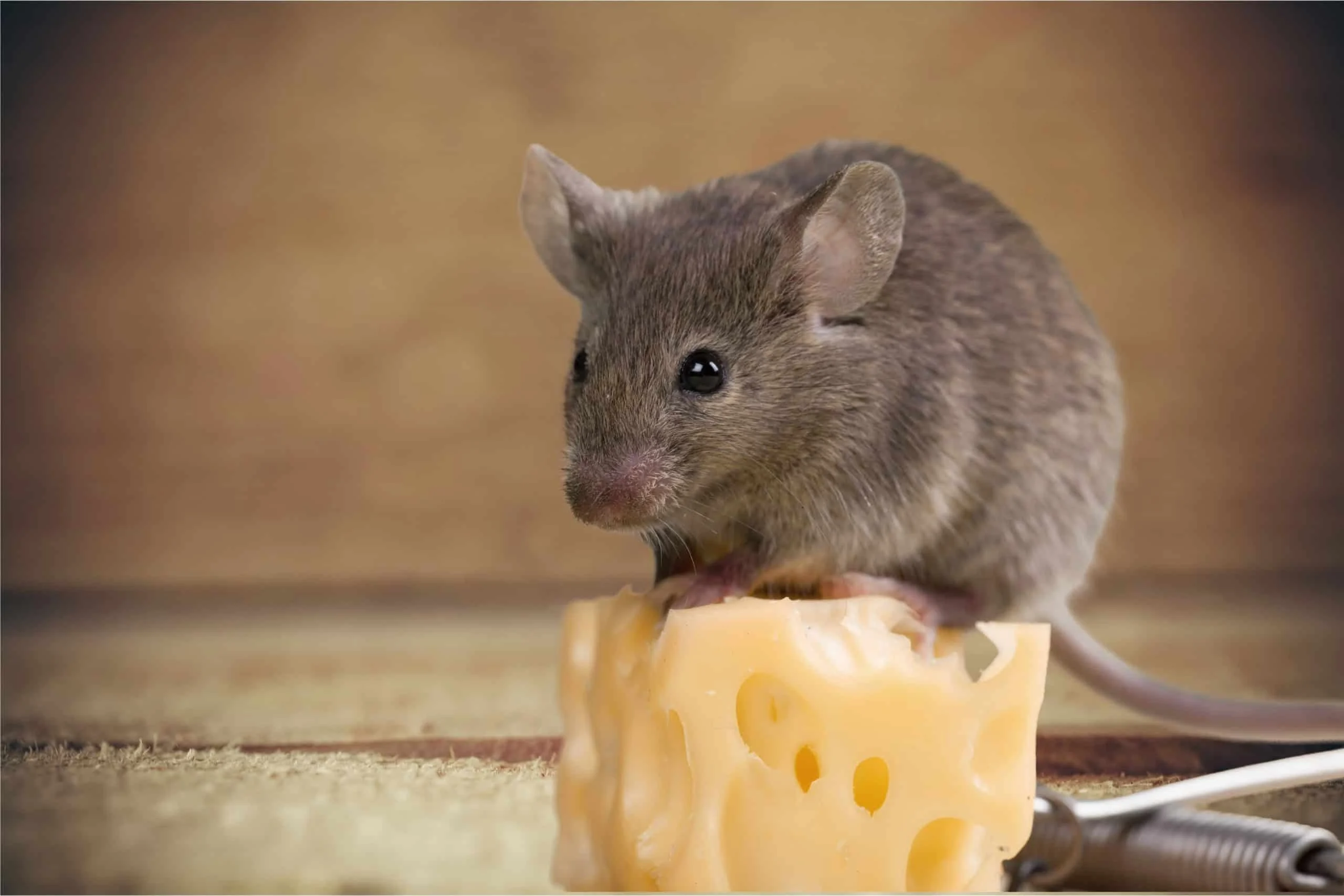 Ratos gostam de queijo? Ciência desmonta o mito, revela a origem medieval e o que os roedores realmente preferem comer Ratos gostam mesmo de queijo? O que a ciência diz sobre o mito