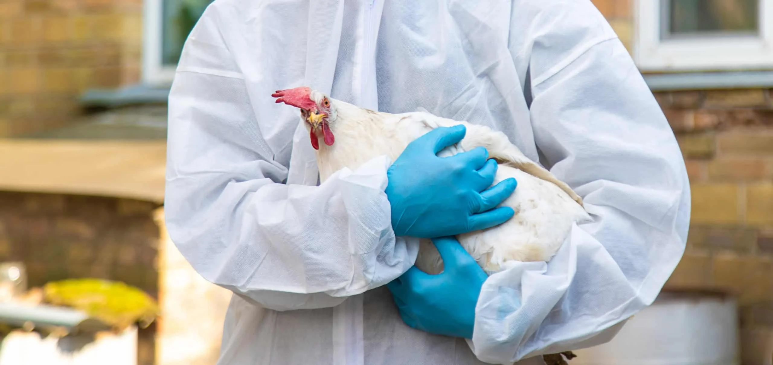 Variante H5N5 da gripe aviária é registrada pela primeira vez em humano nos EUA