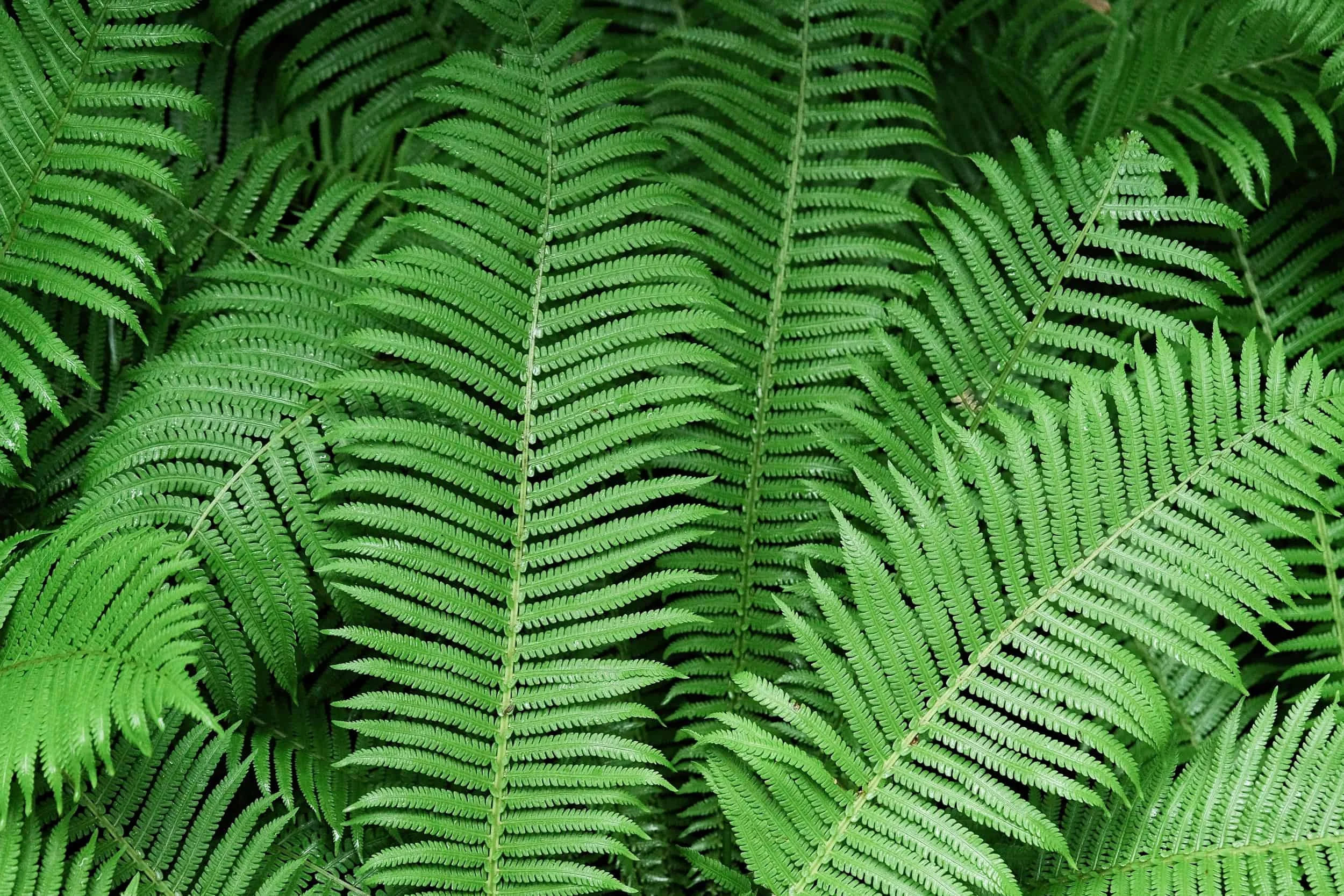 Inédito na China: cientistas encontram monazita cristalizada em samambaia viva, abrindo caminho para mineração verde de terras raras Inédito: cientistas descobrem minerais de terras raras dentro de planta na China