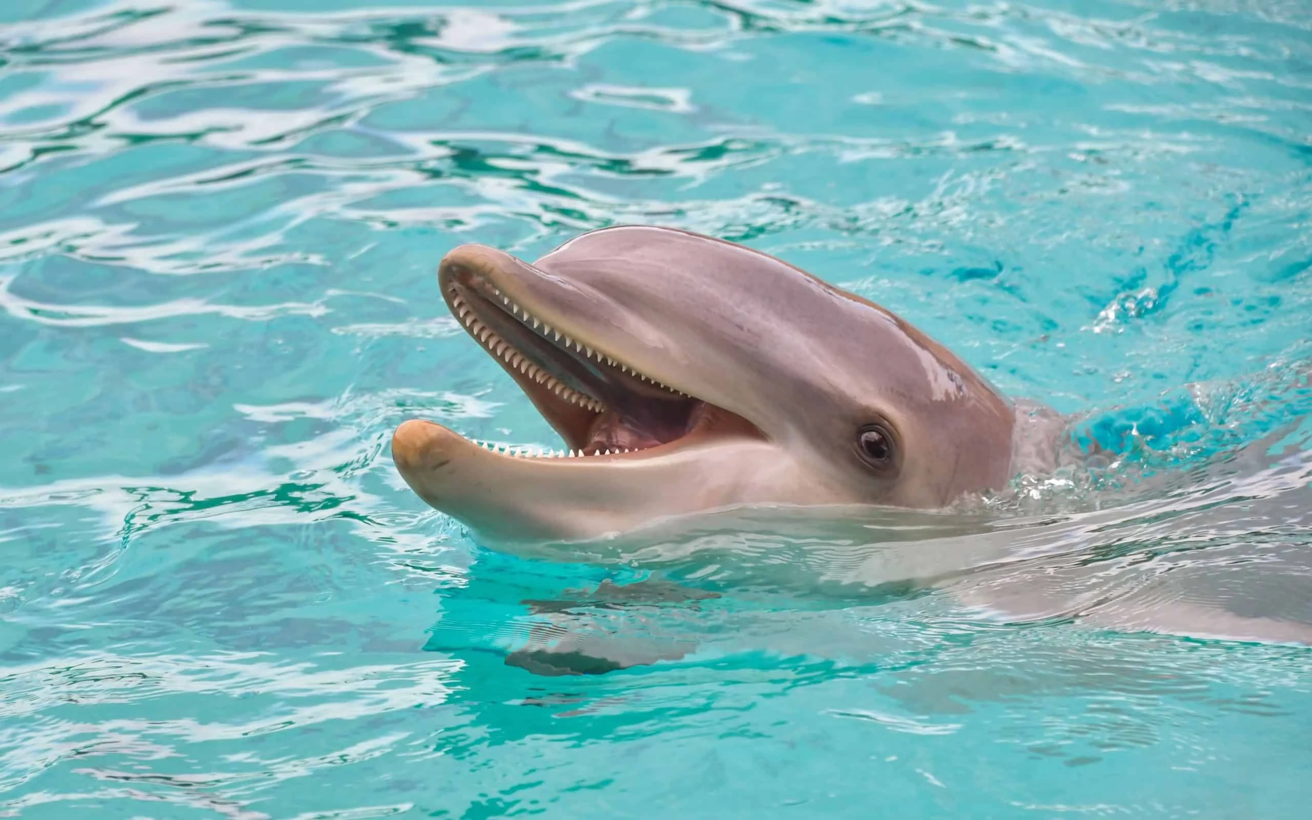 Na Austrália Ocidental, golfinhos usam chapéus de esponja para encantar fêmeas, exibição de corte inédita chama atenção de cientistas Golfinhos usam chapéus de esponja para encantar fêmeas