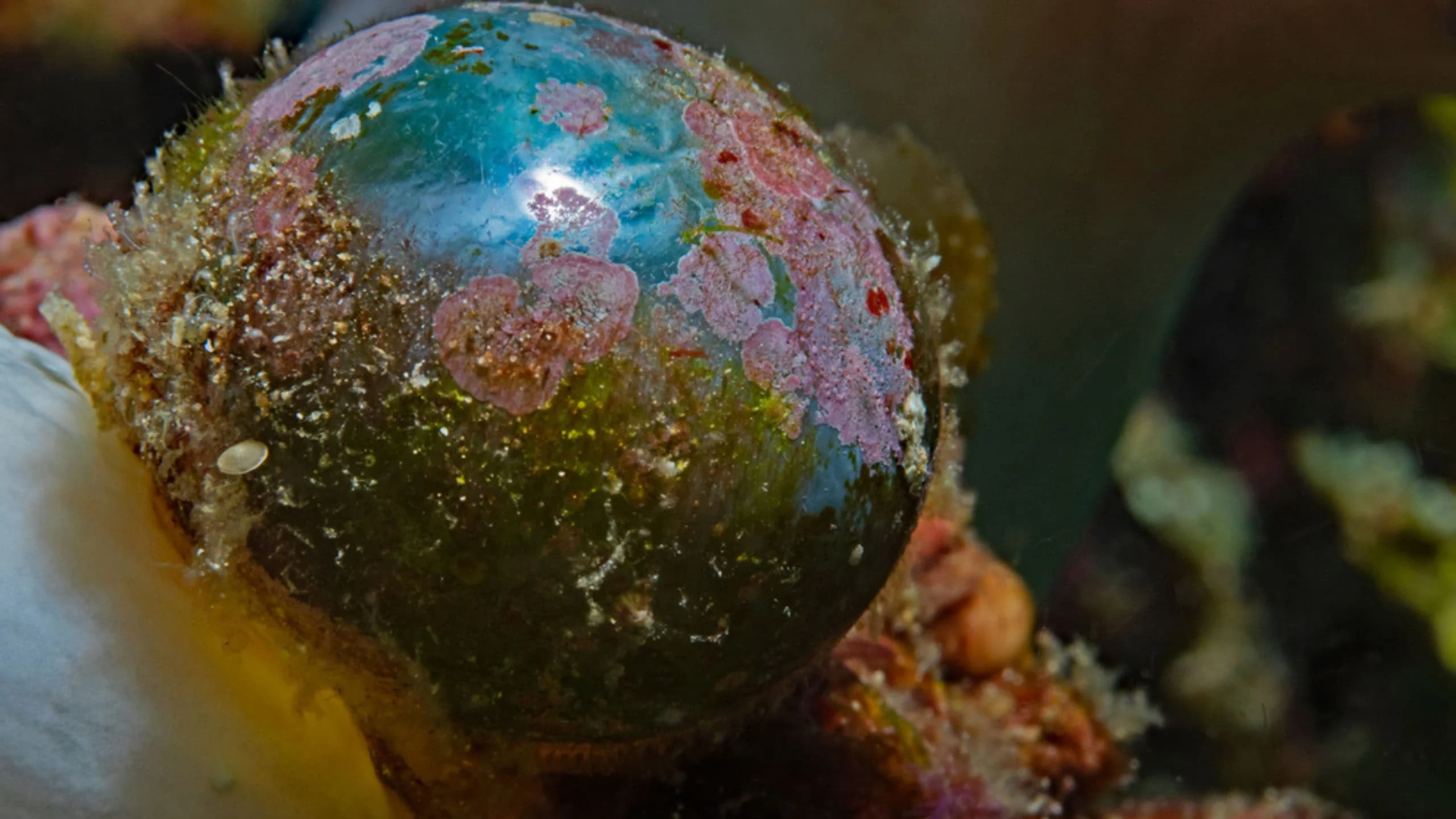 Essa alga é um dos maiores organismos unicelulares já descobertos
