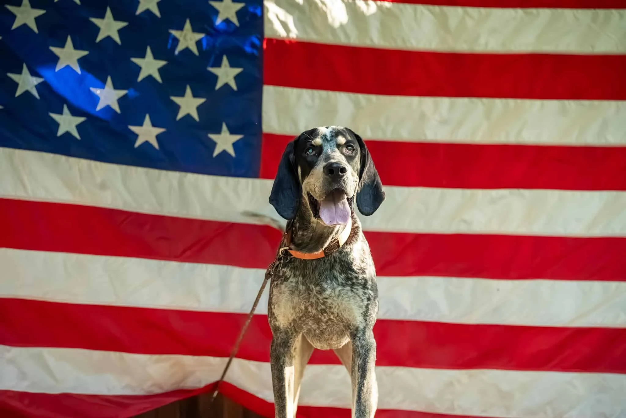 Conheça Boone, o cachorro e prefeito de uma cidade nos Estados Unidos
