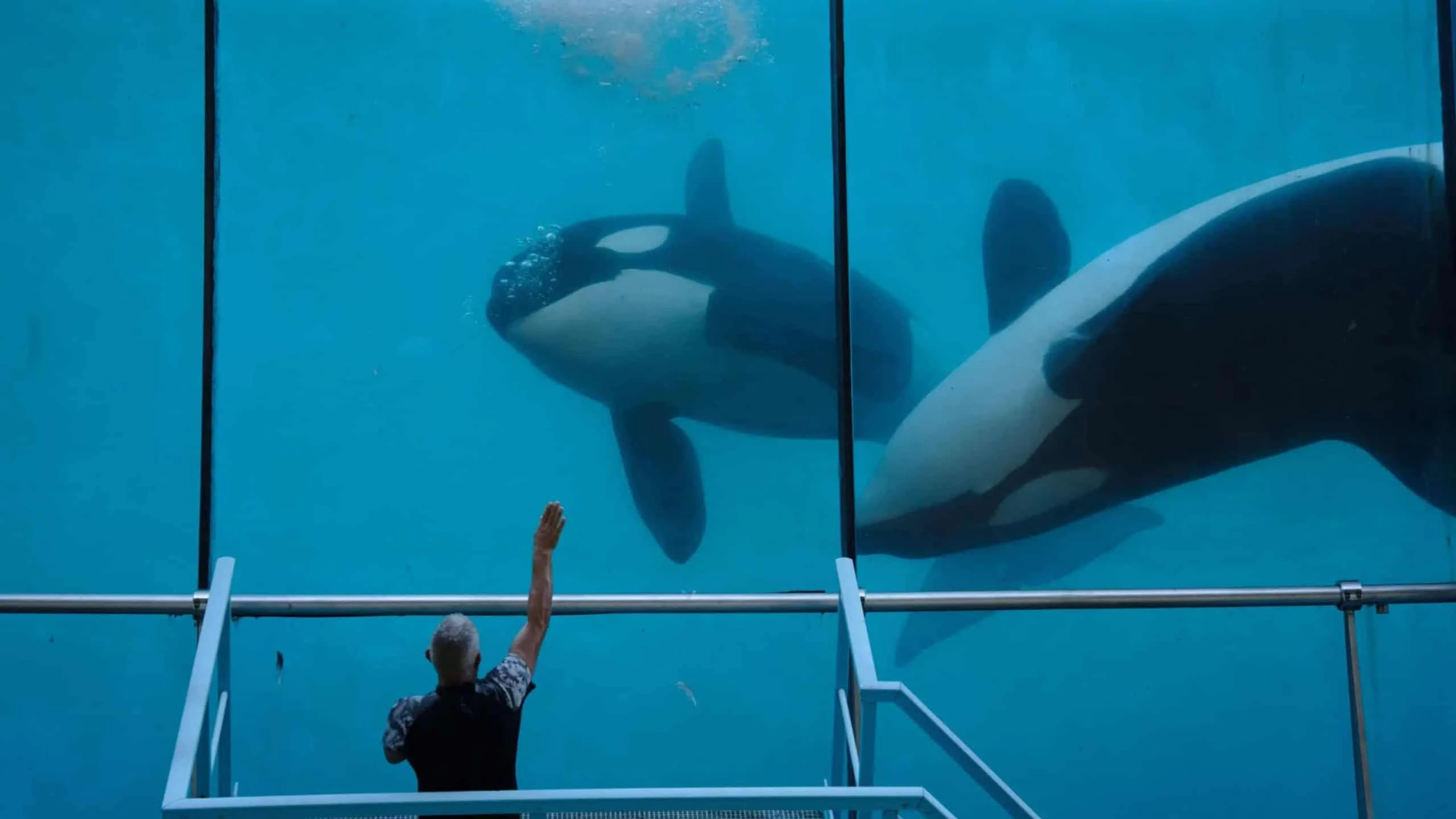 Inédito! Veja o nascimento de uma orca na natureza