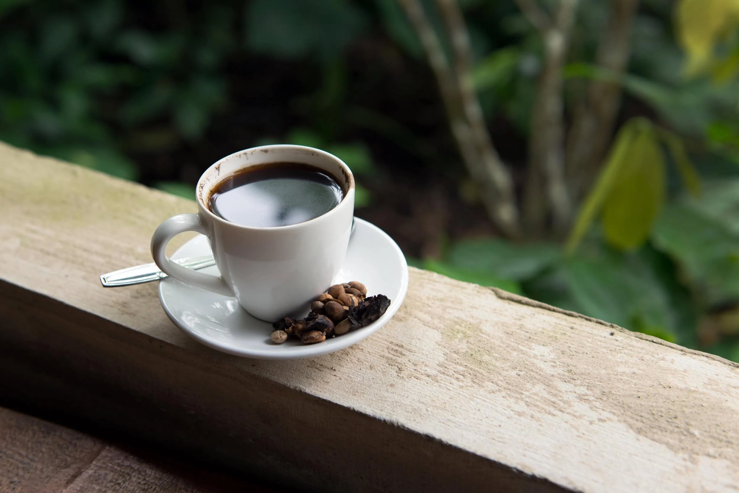 Café mais caro do mundo: o que é o Kopi Luwak feito do cocô de um mamífero, por que custa caro e a polêmica do bem-estar animal Você tomaria? Café mais caro do mundo é feito do cocô de um mamífero